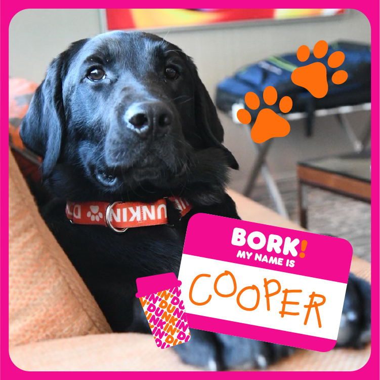 dunkindonuts's tweet photo. Hey there! I'm Cooper the Chief Joy Officer at the Dunkin' Joy in Childhood Foundation, taking over because it's #TakeYourDogtoWorkDay! I’m in charge of bringing joy to everyone I meet &amp; love taking a Dunkin' break with my human, just like these other pups. 🐶🍩 https://t.co/NOmrxonGmQ