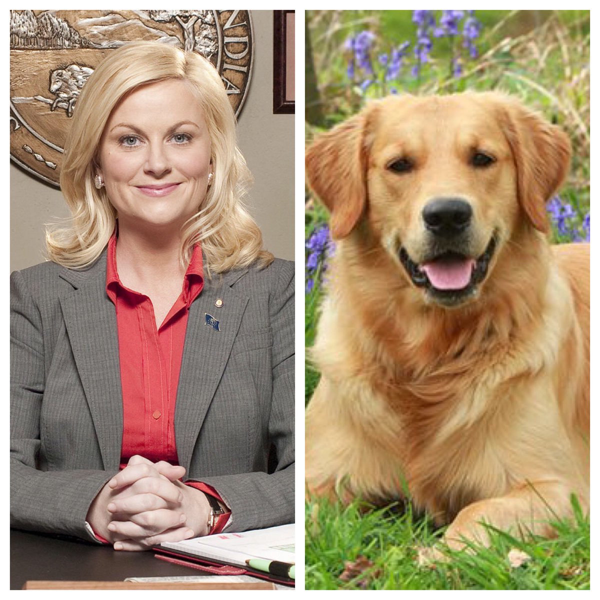 Leslie Knope ( #AmyPoehler): a golden retriever. Goldens are known for being loyal and affectionate. These playful pups never meet a person they can’t win over. Plus, you know, blonde.  #barksandrec