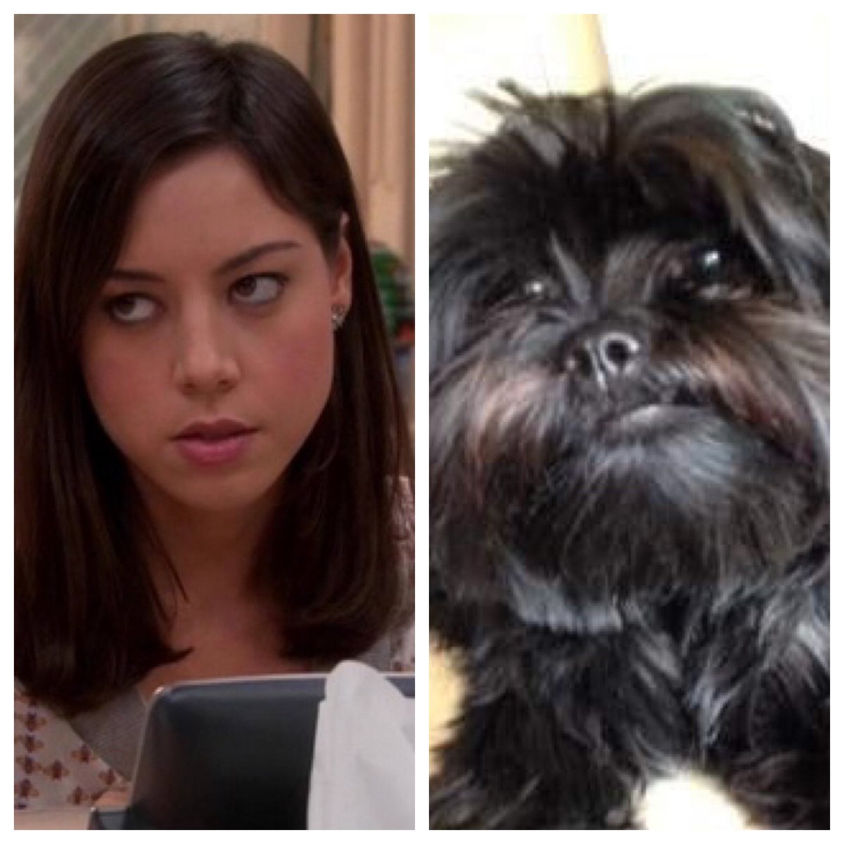 April Ludgate ( @evilhag): a shih tzu. Stubborn and independent, shih tzus do not want to do anything you ask them to do, like, ever. But at least they give excellent side-eye.  #barksandrec