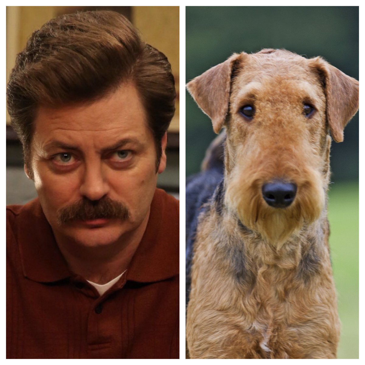 Ron Swanson ( @Nick_Offerman): an airedale terrier. Extremely independent, and prone to digging and barking. Sounds like the right kind of dog to keep you company while you build your cabin in the woods…and to keep others away from it when you’re done.  #barksandrec