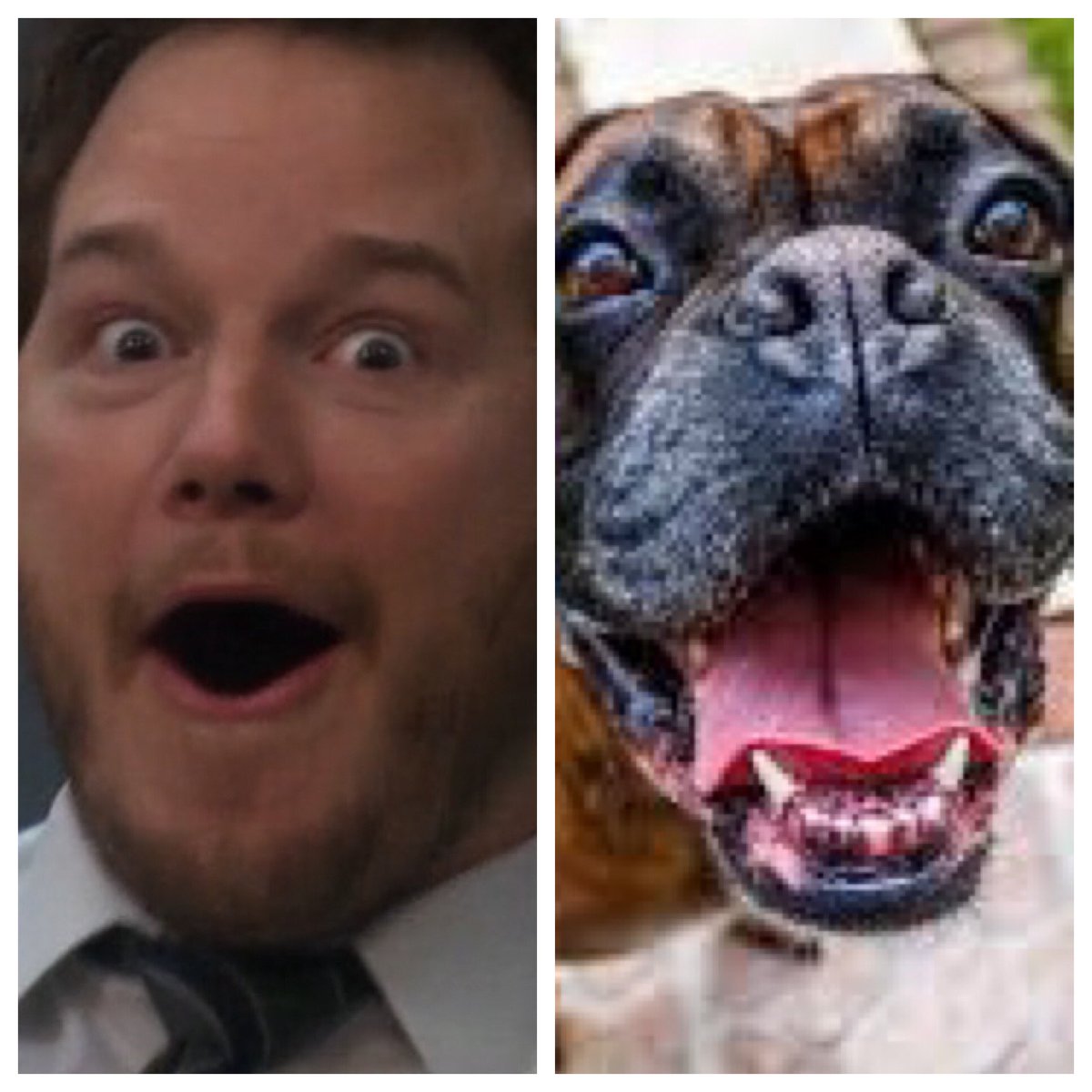 Andy Dwyer ( @prattprattpratt): a boxer. Are absolute goofball, frequently awkward, really just happy to be here.  #barksandrec