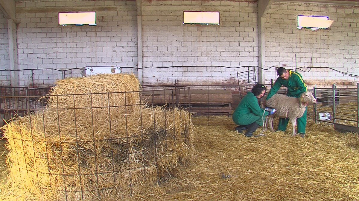 Temperotv's tweet photo. 👩‍🎓🐏En 2019 se graduaron en la @FVeterinariaUZ 148 personas y de ellas 118 fueron #mujeres. Este sábado (15.15h) en @aragontv seguimos los pasos de una veterinaria de @GrupoPastores. Sola atiende a 53 explotaciones de #ovino en #Teruel. ⬇️⬇️ https://t.co/sIpYryaF3s
