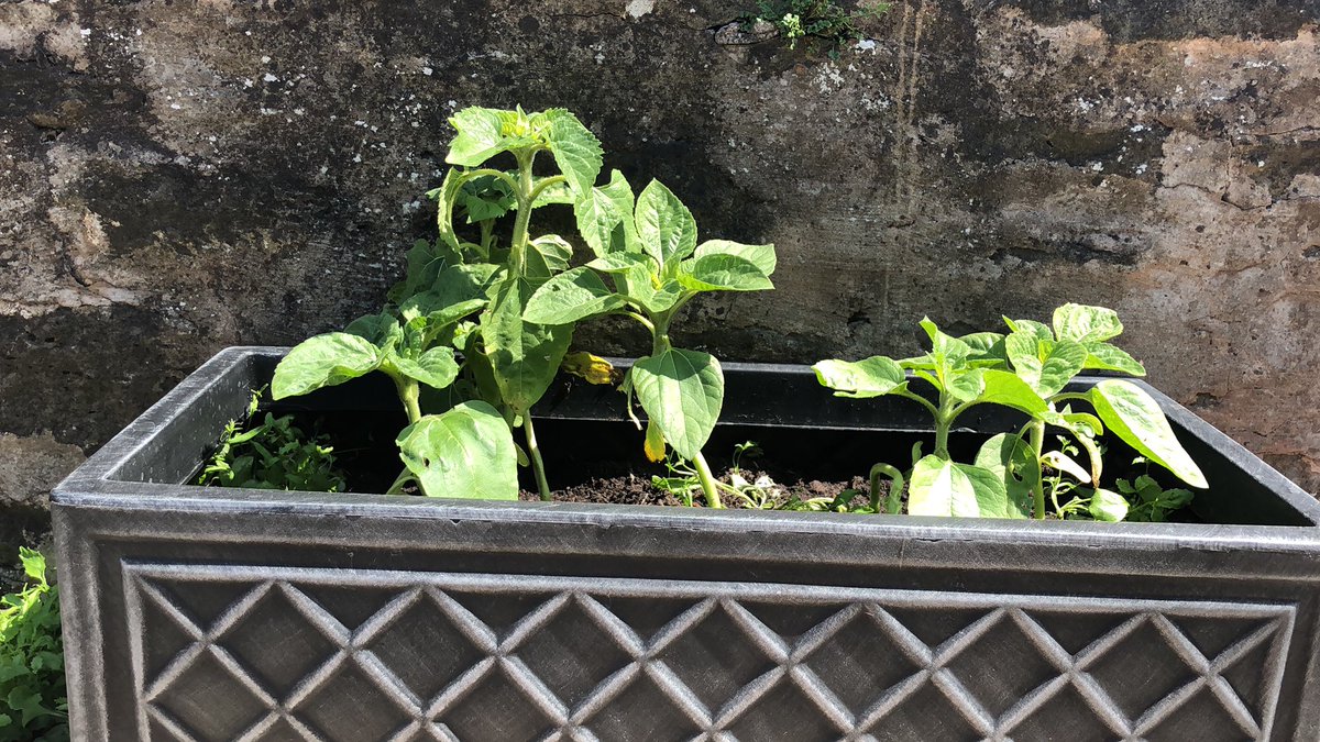 merwilliams01's tweet image. We’ve replanted our sunflowers 🌻 into a bigger container @LittledeanSch