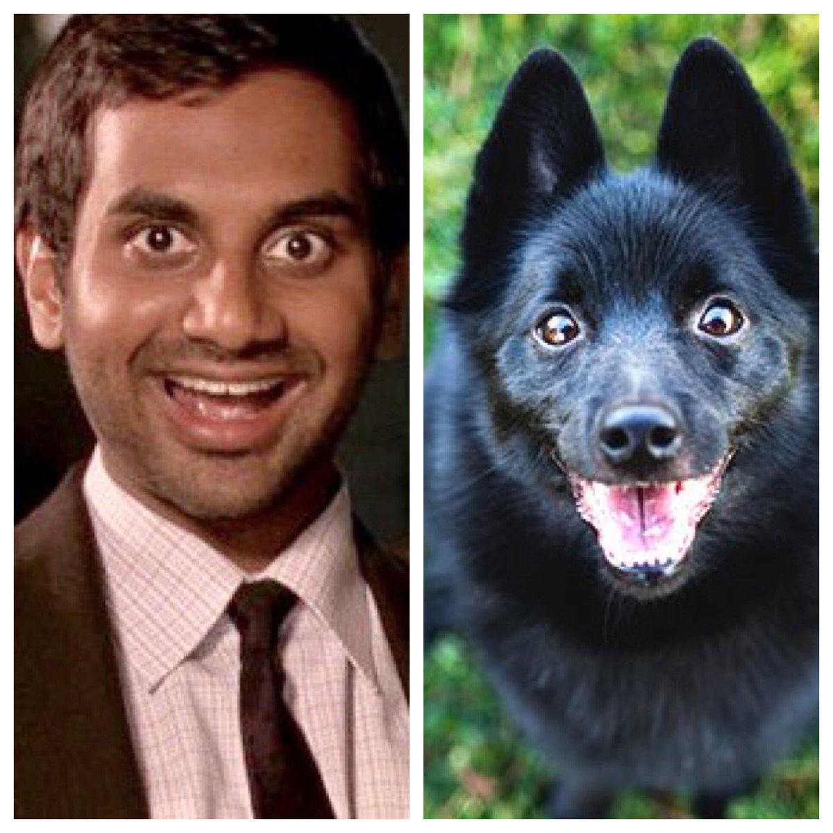 Tom Haverford ( @azizansari): a schipperke. Intelligent, curious, and stubborn. Active, but small enough that they don’t need a lot of space to run around in.  #barksandrec