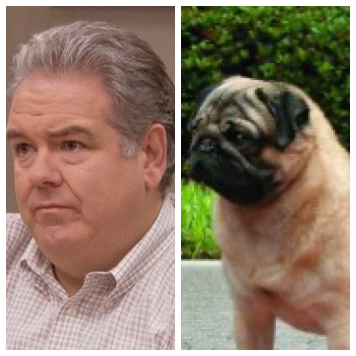 Jerry Gergich ( @JimOHeir): a pug. Affectionate and loyal. Difficult to train. Not very fast.  #barksandrec