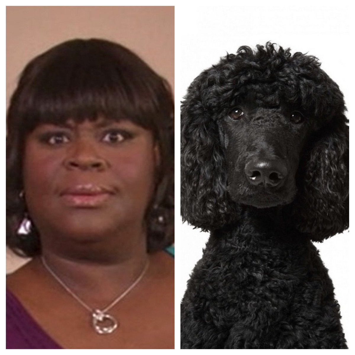 Donna Meagle ( @unfoRETTAble): a standard poodle. Poodles are very smart and tend to excel at everything you ask them to do. People tend to think of them as girly, but they’re much tougher than they look.  #barksandrec
