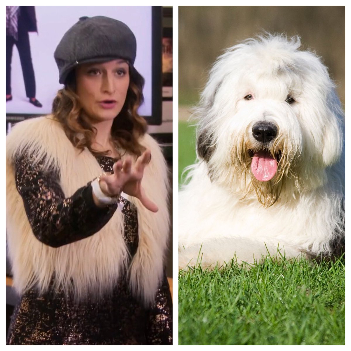 Mona Lisa Sapperstein ( @jennyslate): an Old English Sheepdog. Bubbly and sociable, but there’s just a lot happening here.  #barksandrec