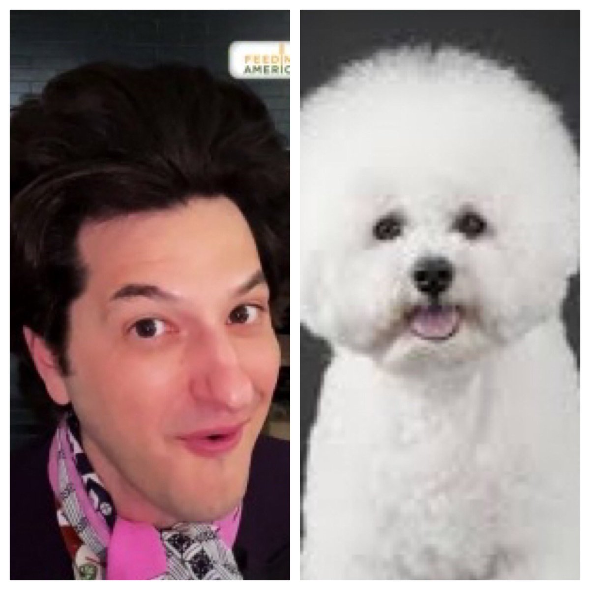 Okay that’s it for the series regulars but I had to keep going. So, Jean-Ralphio Sapperstein ( @rejectedjokes): a bichon frise. Bichons are cheerful and playful, but really it’s all about the hair.  #barksandrec