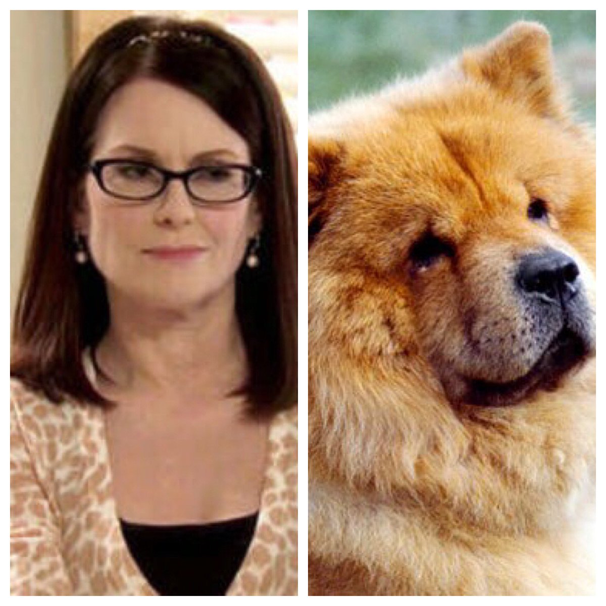And finally (at least for now), Tammy Two ( @MeganMullally) a chow-chow. Chow-chows may look harmless (so fluffy!) but when they turn aggressive, they are absolutely terrifying.  #barksandrec