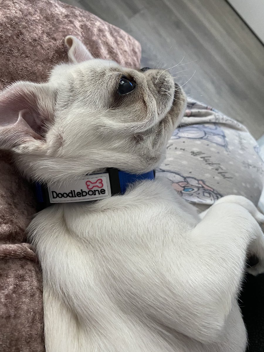 Louie the White Pug with his <a href="/Doodlebone/">Doodlebone</a> collar 😍🐶🦴