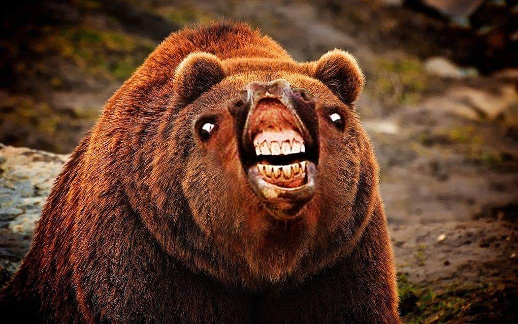 DJFreakBear's tweet photo. Ayer subí un set a Mixcloud, les comparto el link para que lo escuchen!
_______________________________________________
Yesterday I uploaded a set to Mixcloud, here's the link to listen it!

https://t.co/nWpvJIPDRr

#riddim #dubstep #FreakBear https://t.co/aO7brTRRdB