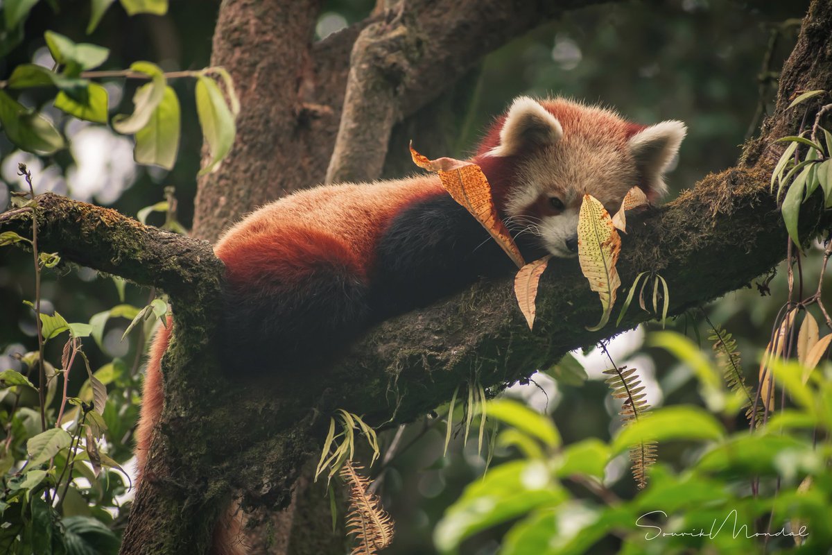 Chapter 18 by me
Diet of a #redpanda
As Scientists placed them in #carnivore order (due to their short &amp; simple digestive tract like other carnivores ) but according to me they are truly #herbivore or folivore. 
Read More at bit.ly/2ZbO6rl
Photo by : Souvik Mondal
#india