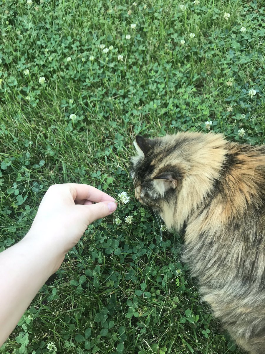 samidarlin's tweet photo. Here’s another cat pic. Your welcome. https://t.co/Gu4WRGmFSM