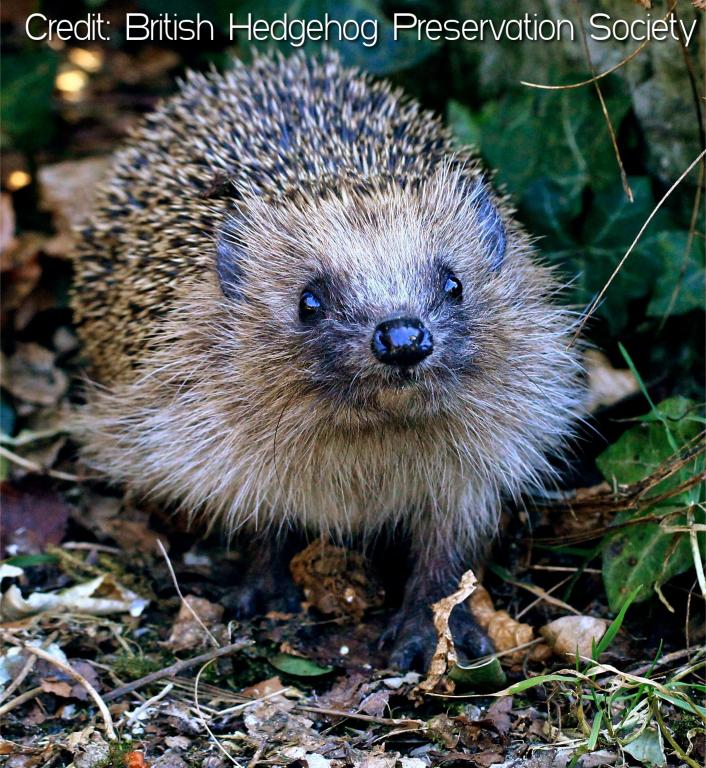 Want to help make <a href="/SalfordUni/">University of Salford</a> a Hedgehog Friendly Campus? Then join us for our first HFC Working Group meeting on Wednesday! All info on our blog: blogs.salford.ac.uk/environmental-… <a href="/HogFriendly/">Hedgehog Friendly Campus</a>