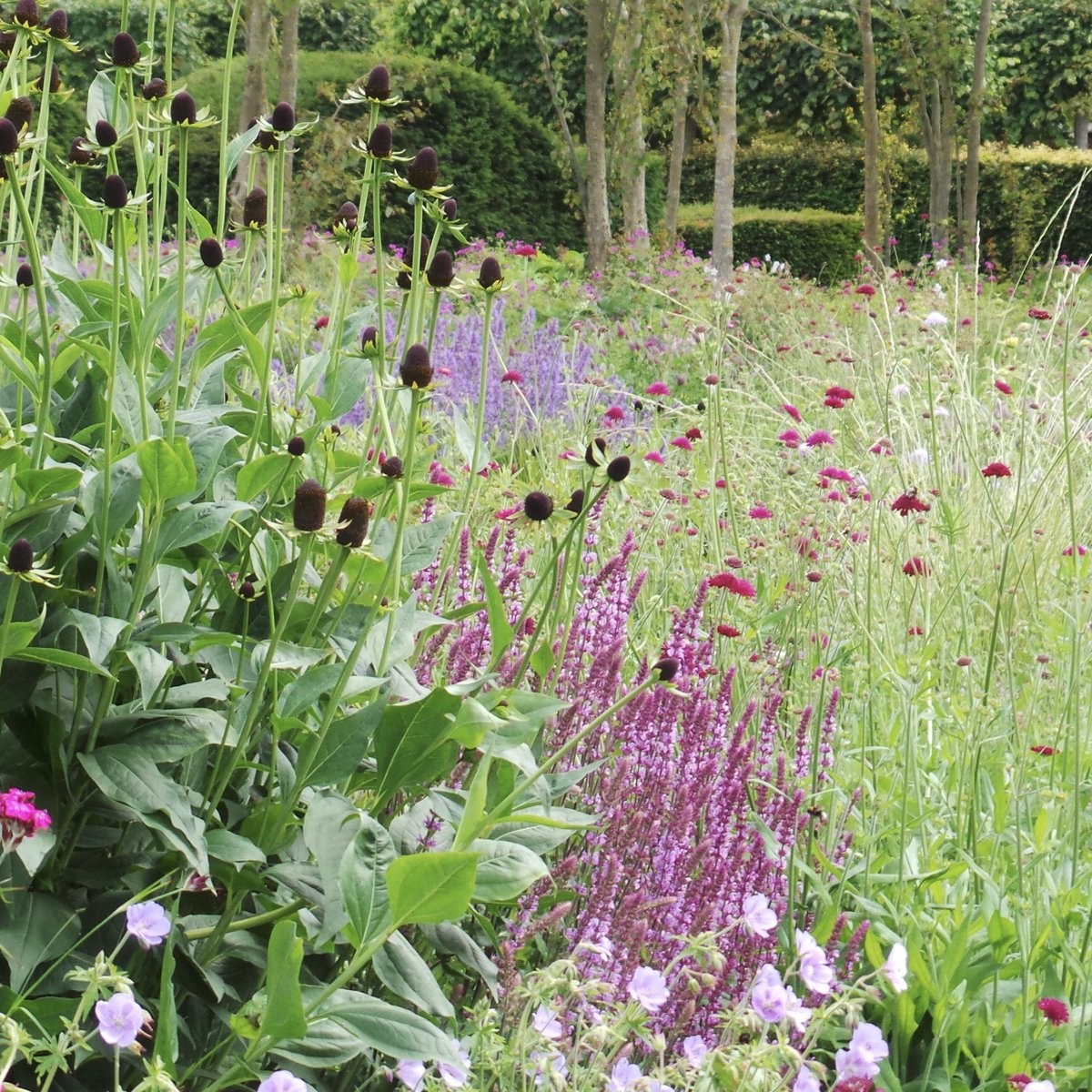 Scampston snapshots June 2020.  3: Definition and blur, geometric and loose in the Drifts of Grass and Perennial Meadow. <a href="/ScampstonHall/">Scampston</a> #chooselandscape #pietoudolf