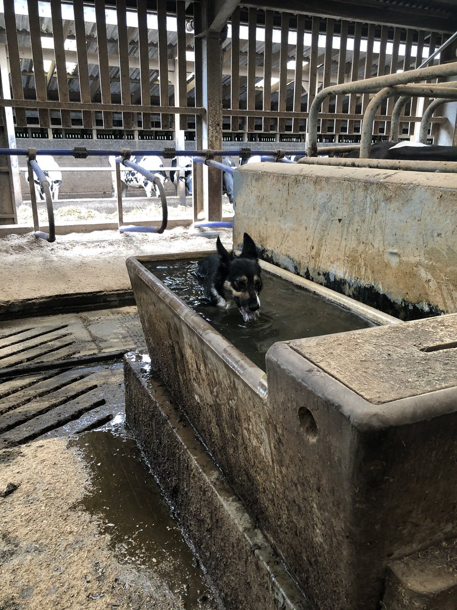 RuariMart's tweet photo. Sheβs got the right idea! #FarmDogsOfTwitter https://t.co/Km0gM1mfIO