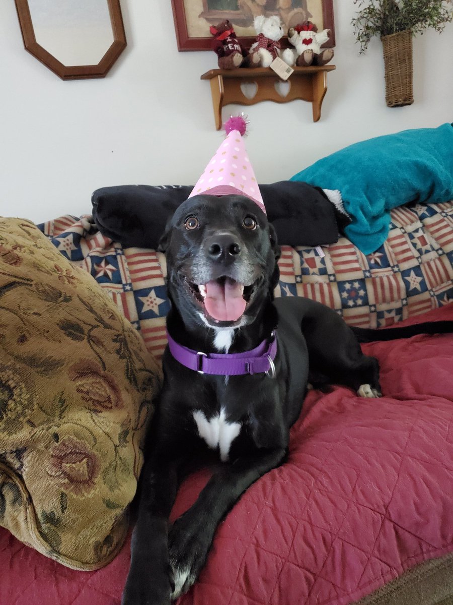 Michaelaah13's tweet photo. Anyways my doggy turned 3 yesterday 🥳 https://t.co/Gdt5tsHZhN
