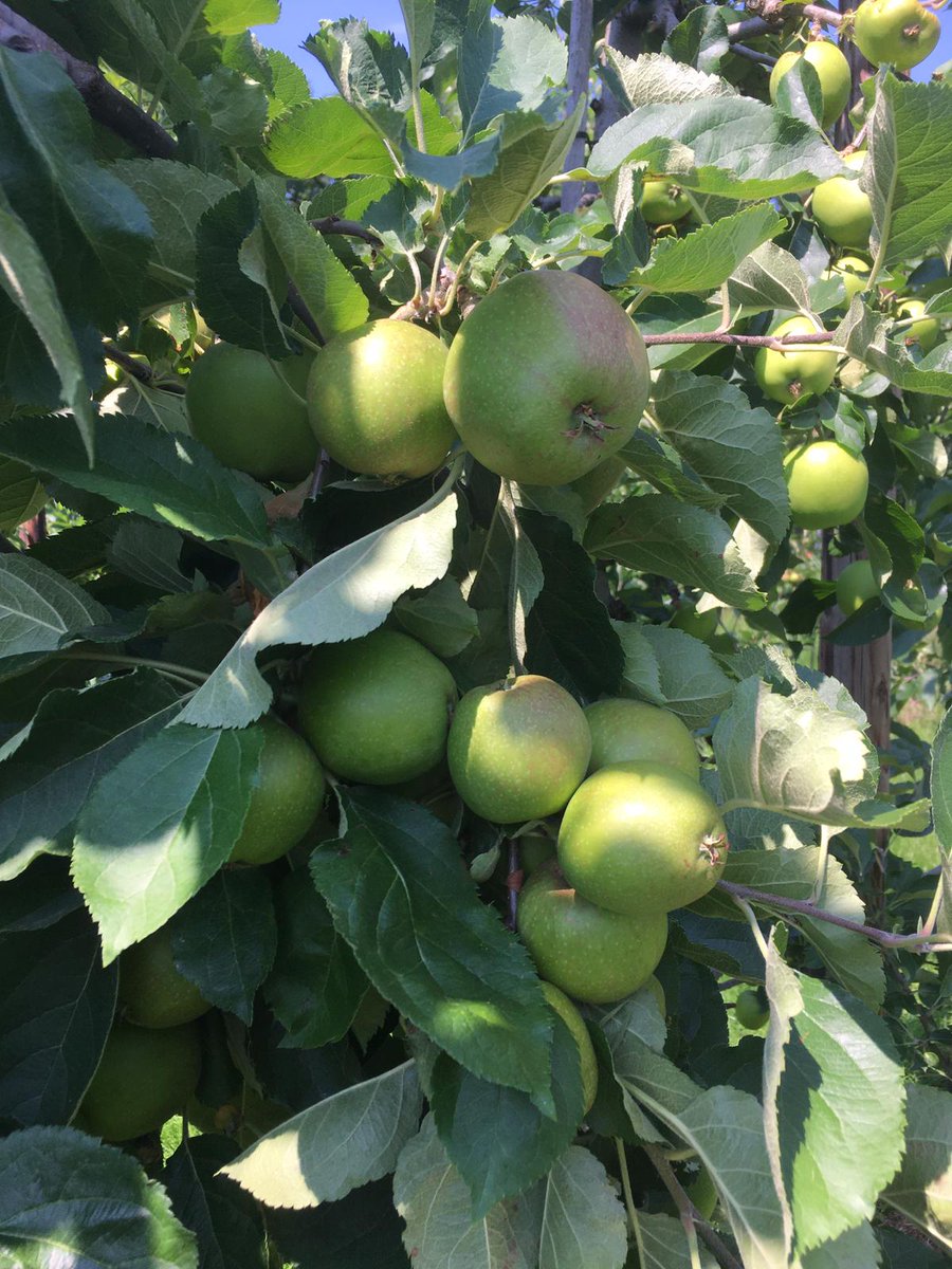 Vandaag voor het eerst weer #samen! 🎉 Helaas wel voor het laatst in deze samenstelling, want we nemen afscheid van Brammer <a href="/ankedebont/">Anke de Bont</a>, #moedergans van de groep. 

Met rondleiding door <a href="/philipsfruit/">Carlos Faes</a> in #Eindhoven. 🍐