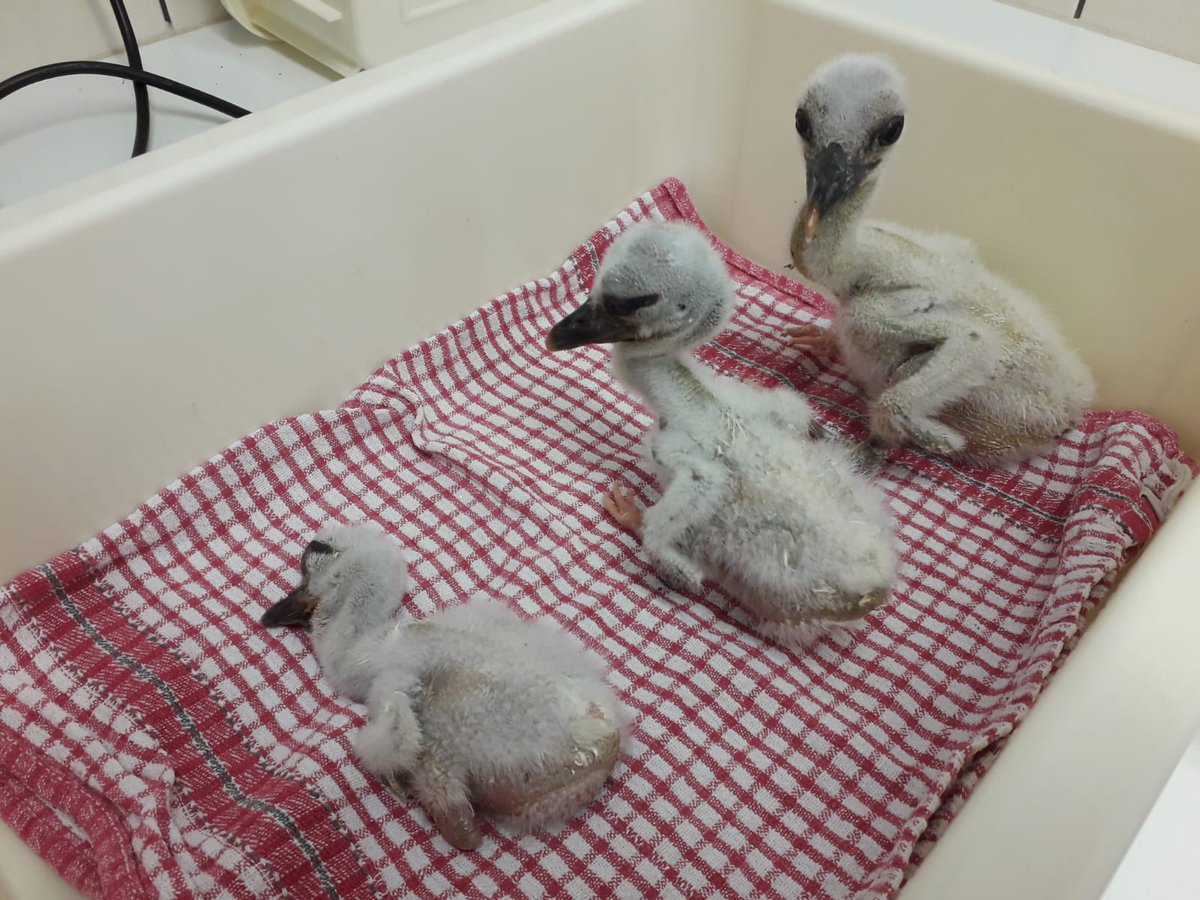 GroupePVCP's tweet image. 🍼 Au @centerparcsfr #BoisAuxDaims, quelques naissances d&apos;espèces protégées ont eu lieu au printemps... Elles sont le résultat des actions que nous mettons en place pour favoriser le bien-être et le développement des espèces du coeur animalier. #MoreThanHolidays