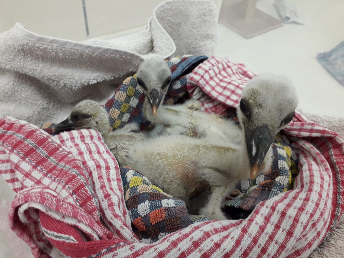 GroupePVCP's tweet image. 🍼 Au @centerparcsfr #BoisAuxDaims, quelques naissances d&apos;espèces protégées ont eu lieu au printemps... Elles sont le résultat des actions que nous mettons en place pour favoriser le bien-être et le développement des espèces du coeur animalier. #MoreThanHolidays