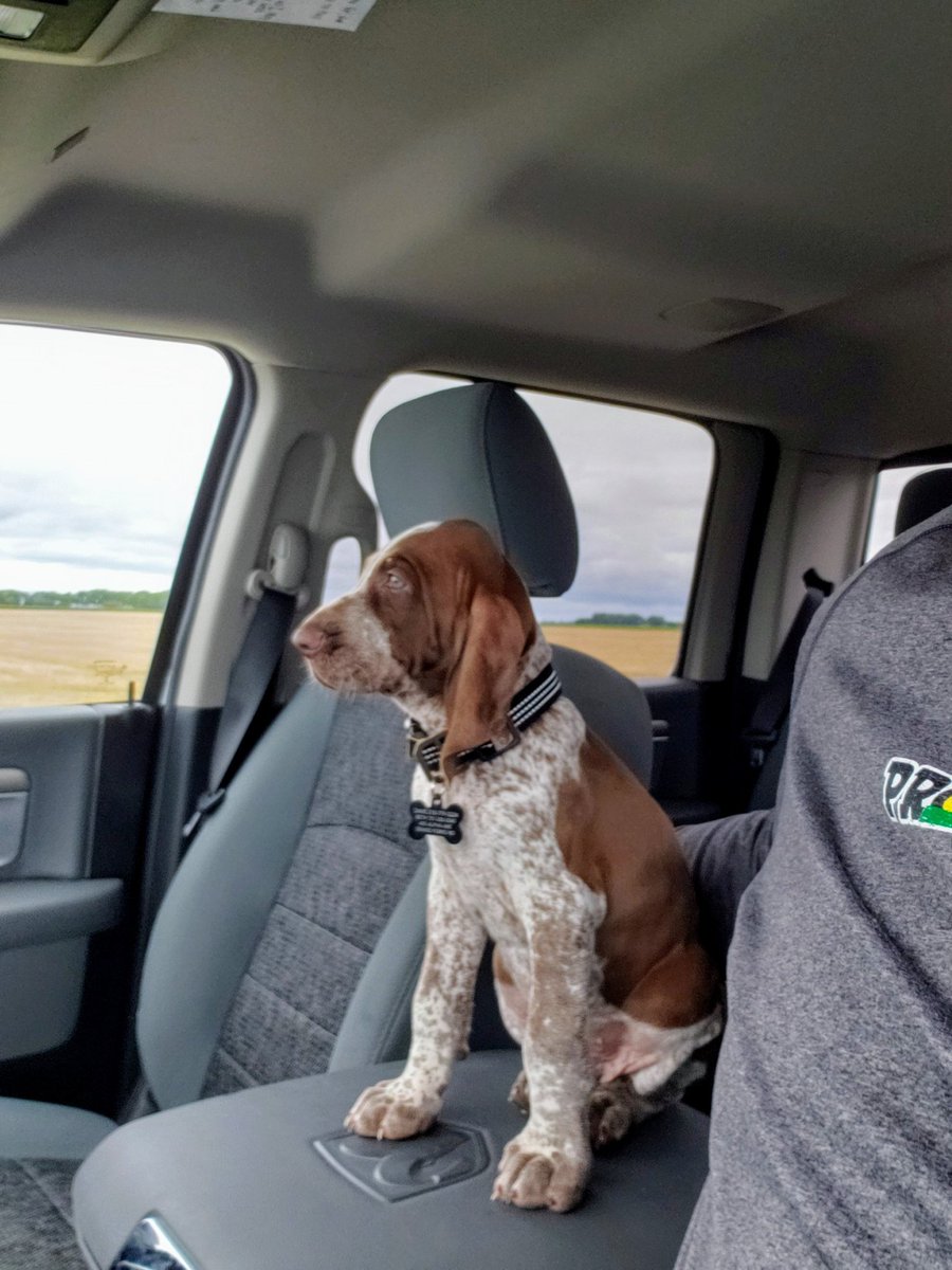 ProseedYields's tweet photo. It's #takeyourdogtoworkday Proseed nation.  Send us pics of your pup at work. Top picture will get a little Proseed puppy swag #GinotheBracco https://t.co/J27fO8ZGGG