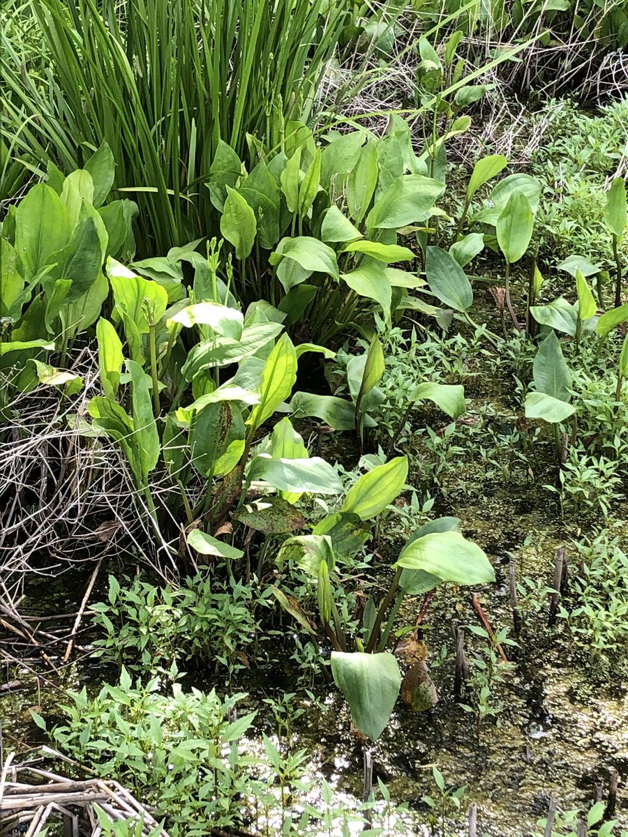 PSF_GBFISHLAB's tweet photo. I’m hoping that someone can identify these wetlands plants 🌱. My initial fear was that the broadleaf ones were water hyacinth but I don’t think so. https://t.co/8l3gKVwxNg