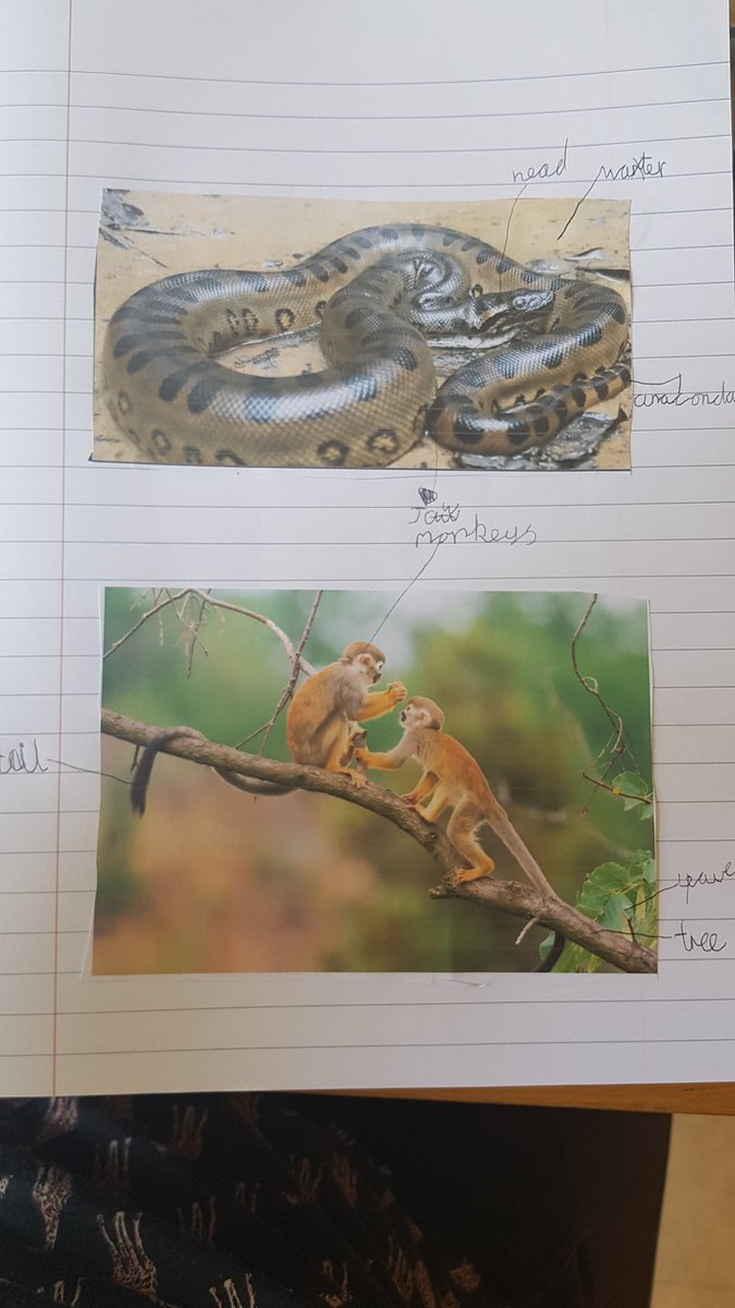 Debbie Wade tweet media