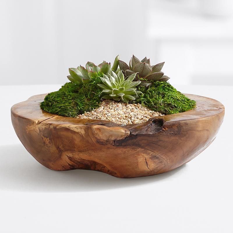 LUMUT NI KORANG BOLEH GUNA SEBAGAI HIASAN DALAM RUMAH TAU ! Cantik kannn? Yang last picture tu from KHLOE KARDASHIAN'S LIVING ROOM  Lets see apa benefits lumut untuk kita as manusia ? 