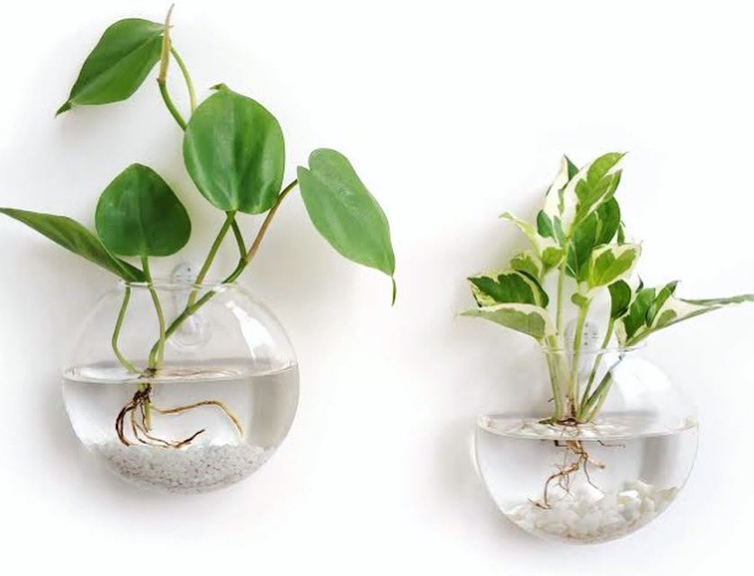 DesignSpace_za's tweet photo. What do you guys think of these wall hanging glass terrariums planter vase? Yay 👍🏽or nay👎🏽? 

#terrariumdesign   
#greenliving 
#interiordesign 
#cleaninterior https://t.co/szZXV3kijD