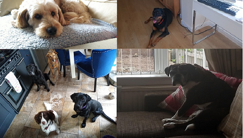 hanoverconf's tweet photo. Today is #BringYourDogToWorkDay and our staff have been getting involved across Scotland. 

While dogs cannot visit our offices or developments, they have been helping our staff at home, so we thought we'd share just a few of them hard at work. #CanineCompanions #PawsomePartners https://t.co/Tjq7EBjB8s