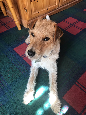 hanoverconf's tweet photo. Today is #BringYourDogToWorkDay and our staff have been getting involved across Scotland. 

While dogs cannot visit our offices or developments, they have been helping our staff at home, so we thought we'd share just a few of them hard at work. #CanineCompanions #PawsomePartners https://t.co/Tjq7EBjB8s