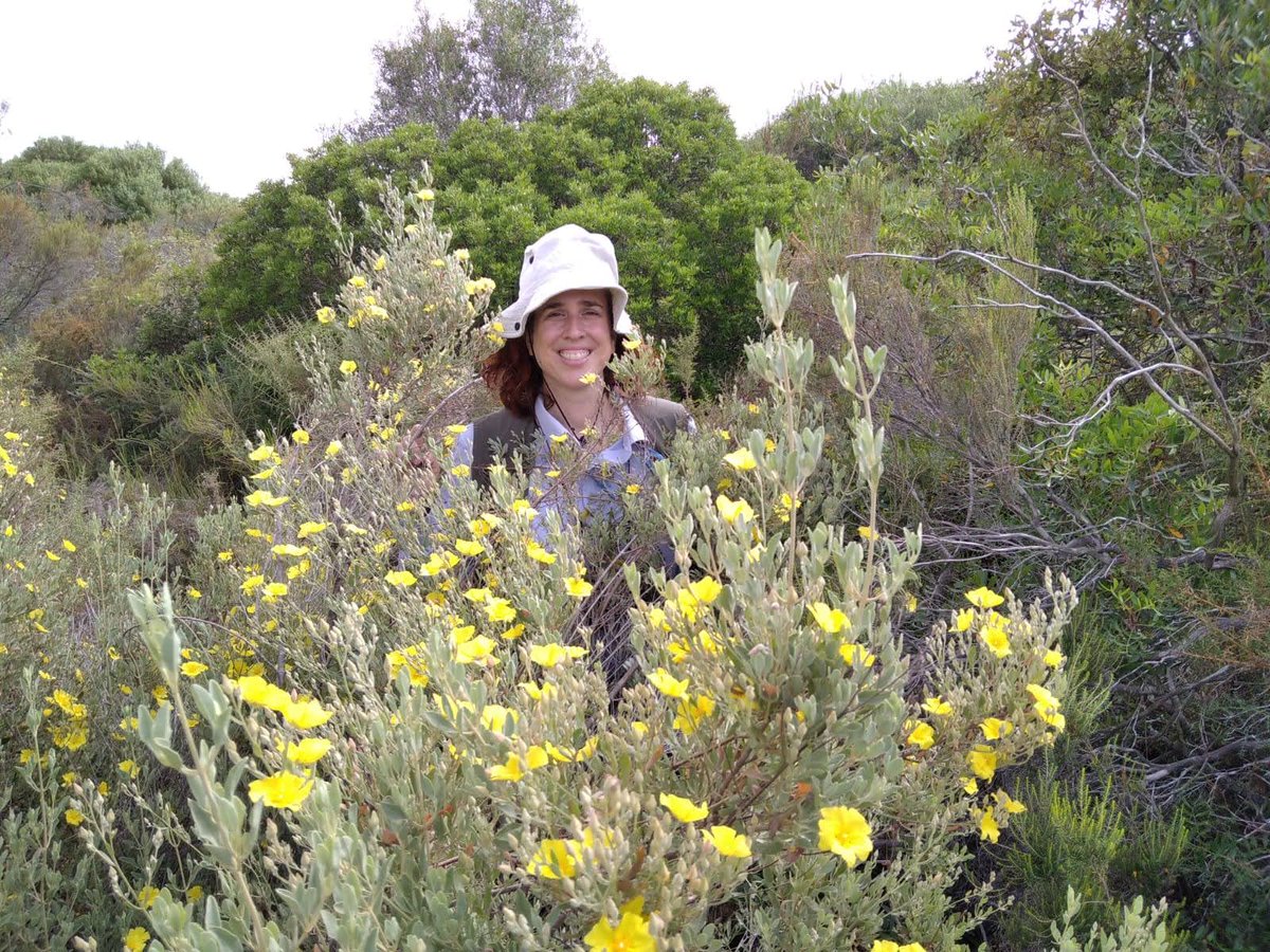 phenogirl's tweet photo. I love doing #fieldwork, even it's hot here in Spain, tiring and some days like yesterday I get bitten (again) by ticks! #TEMPNET #postdoclife #Doรฑana #Halimium #phenology https://t.co/TOsuk1Coes