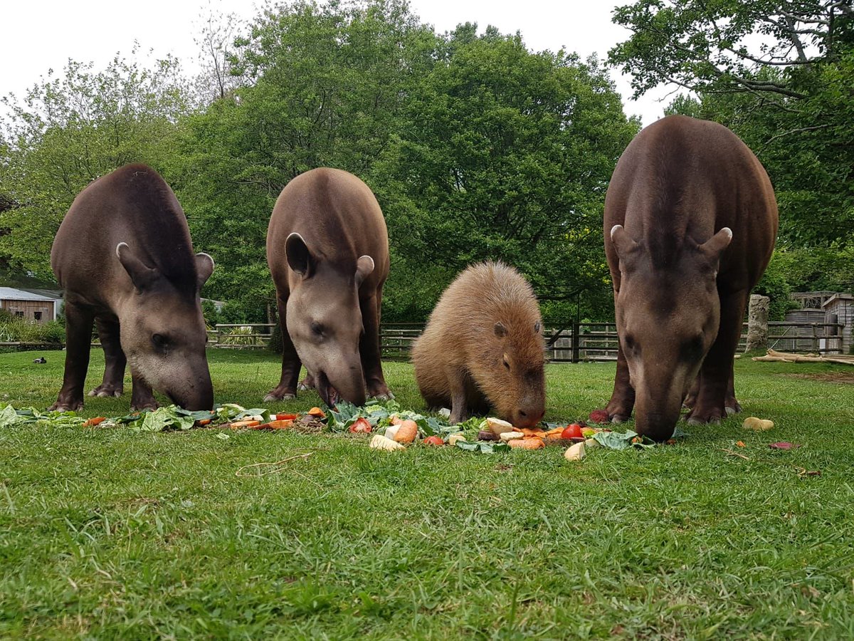 NewquayZoo tweet picture