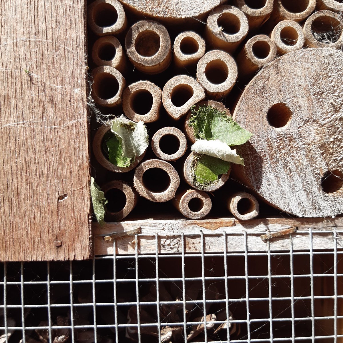 Huge excitement! After many years of nothing, we have got #leafcutterbees staying in our insect hotel! 🐝
#bees #insects #savethebees #rhs
