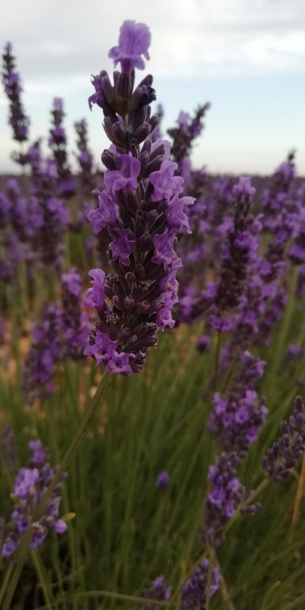 LopezMelendroA1's tweet photo. El verano ha llegado...
Relajación Creativa para el CORONAMOR!
"Es tiempo de florecer como la lavanda"
#relajacioncreativa https://t.co/I9XXDf8xOE