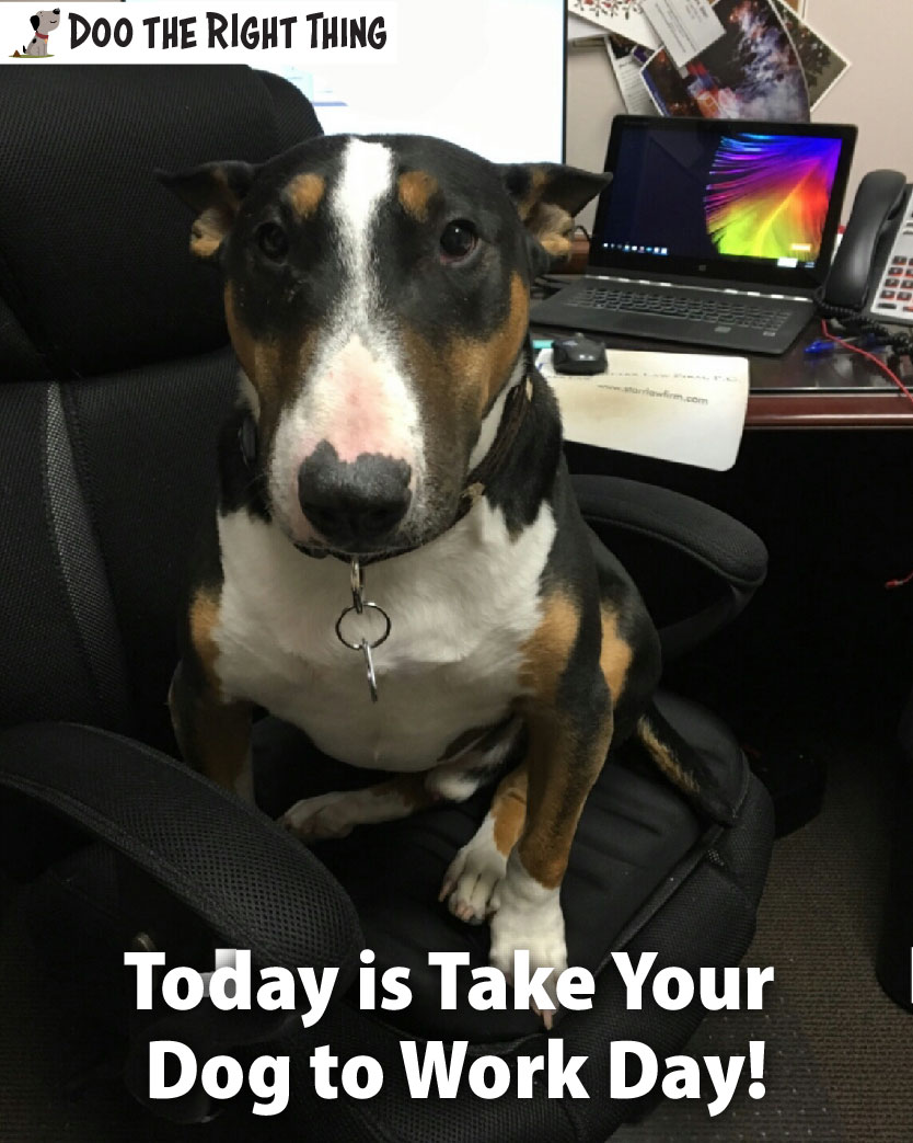 DooNorthTexas's tweet photo. Recently, your dog might have been with you at work every day at home. Today is Take Your Dog to Work Day! Show us how your dog is assisting you today by tagging us at @DooNorthTexas. 

 #TakeYourDogtoWorkDay #TakeYourPetToWorkWeek #DogsofDFW https://t.co/VpDo9kyxly