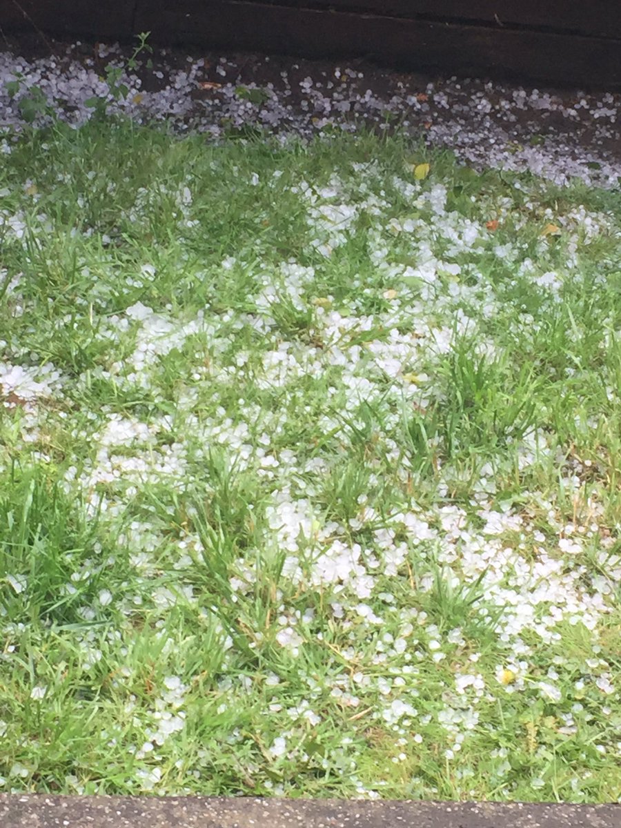 myla_labrador's tweet photo. This thunderstorm was not fucking about!! Biggest hail I’ve ever seen 😱scary! #sheffield #hail #golfballs #thunderstorm #storm #weather https://t.co/IVTs6uTVhG