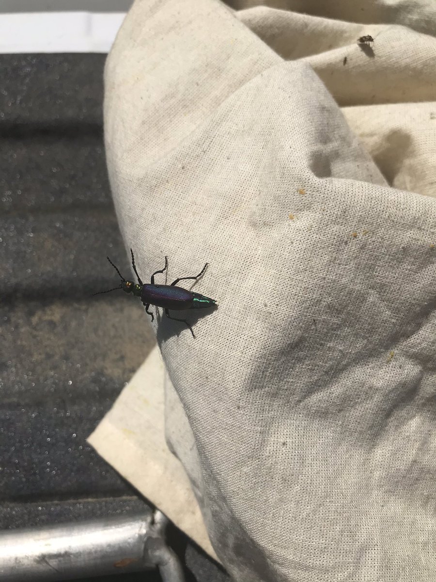 Hello twitter agronomists-what the heck is the name of these beetles? Found in a canola field in very high numbers-felt like I was under attack of the locusts’ while sweeping.