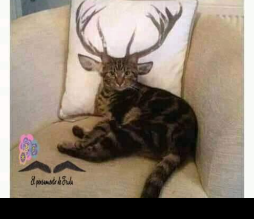 cogolloxx's tweet photo. @lanacionmas @majulluis De quien es este gatito? https://t.co/T1LDj6cJZS