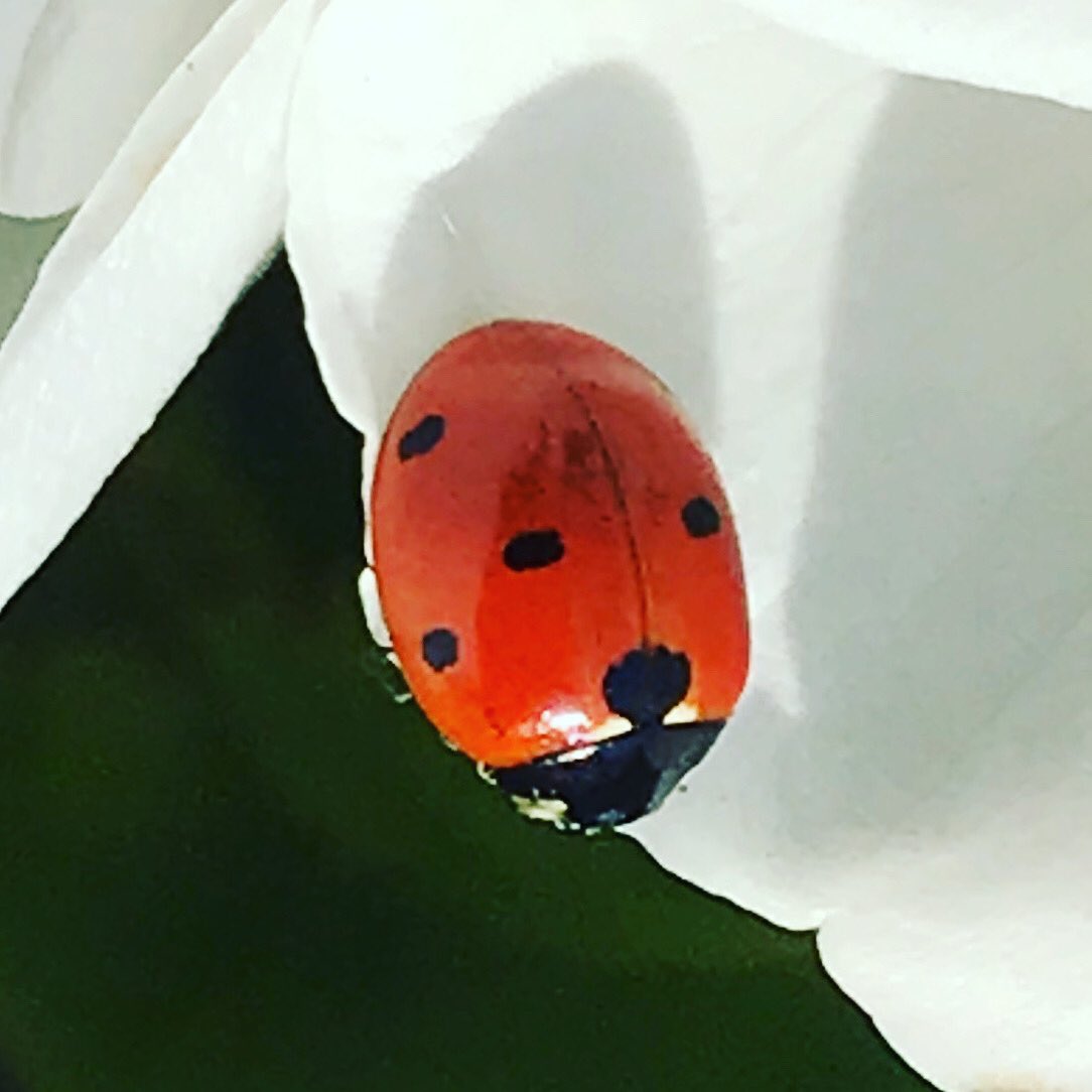 Mooi🐞