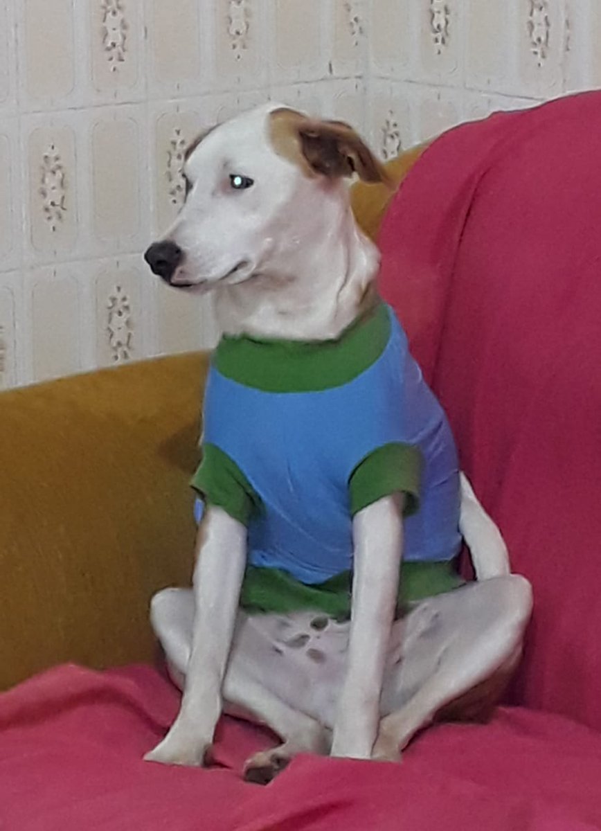 Sergiods9's tweet photo. Meu incrível Sherek senta igual humano. https://t.co/BjHnz4MFqI