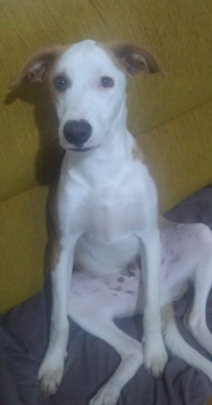 Sergiods9's tweet photo. Meu incrível Sherek senta igual humano. https://t.co/BjHnz4MFqI