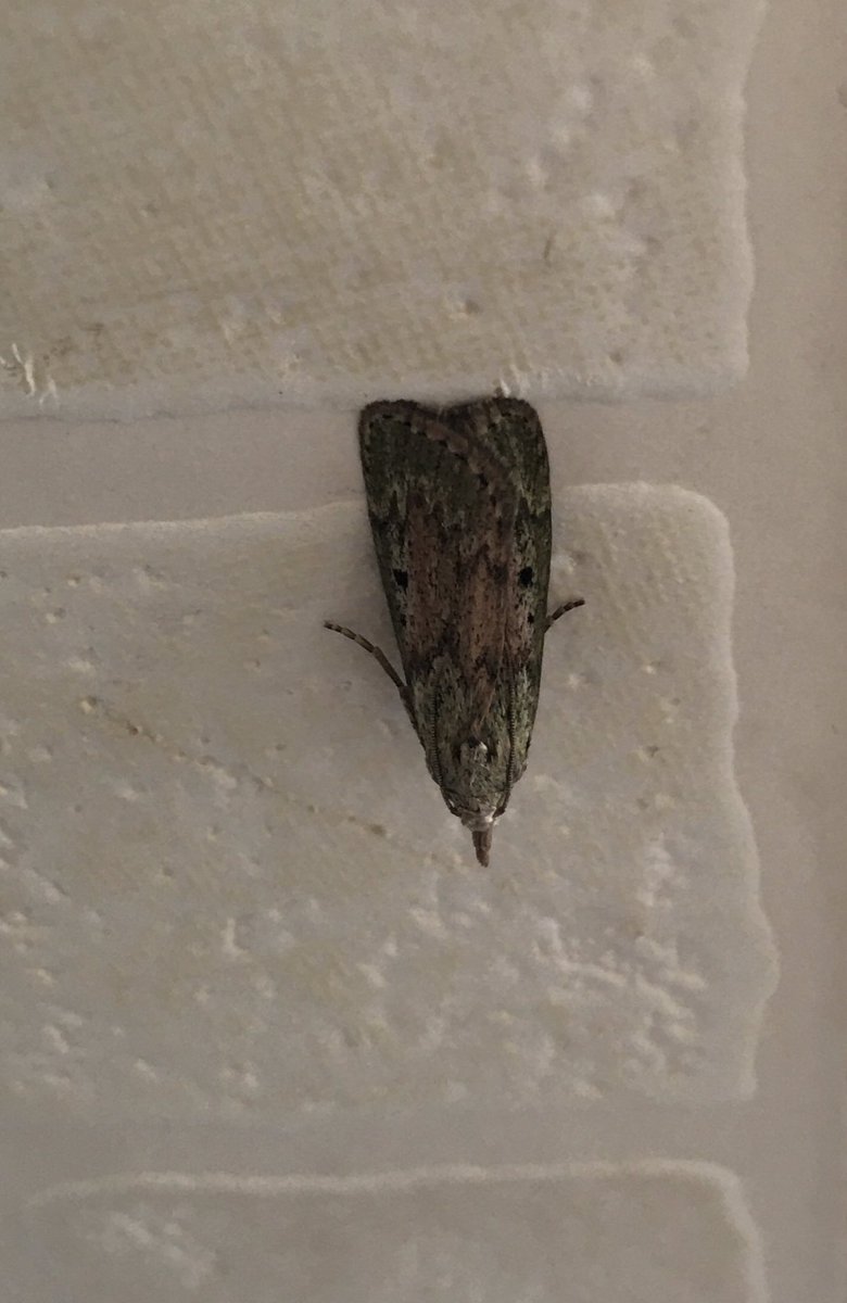 GlosterBirder's tweet photo. 2 micro? Invaders of the house last night I canβt ID. #lbjs @MothIDUK Can you help please? #teammoth https://t.co/JdllHgwAMa
