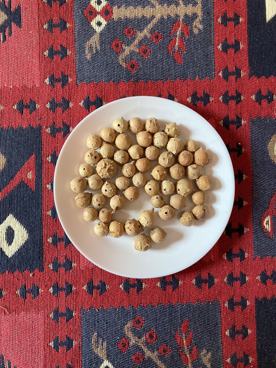 themazi_dyes's tweet photo. 🌿 Our aleppo oak gallnuts are now been sold in 10 different countries.
North America 🇨🇦 🇺🇸 🇲🇽
Europe 🇬🇧 🇫🇷 🇩🇪 🇳🇱 🇵🇱 🇧🇪
Australia 🇦🇺
#OakGall #noixdegalle #Gallas #AleppoOakGall #OakApple #EikenGal #EicheGallen… https://t.co/cpKdW3A6M0… https://t.co/y1Gx2XzqPx