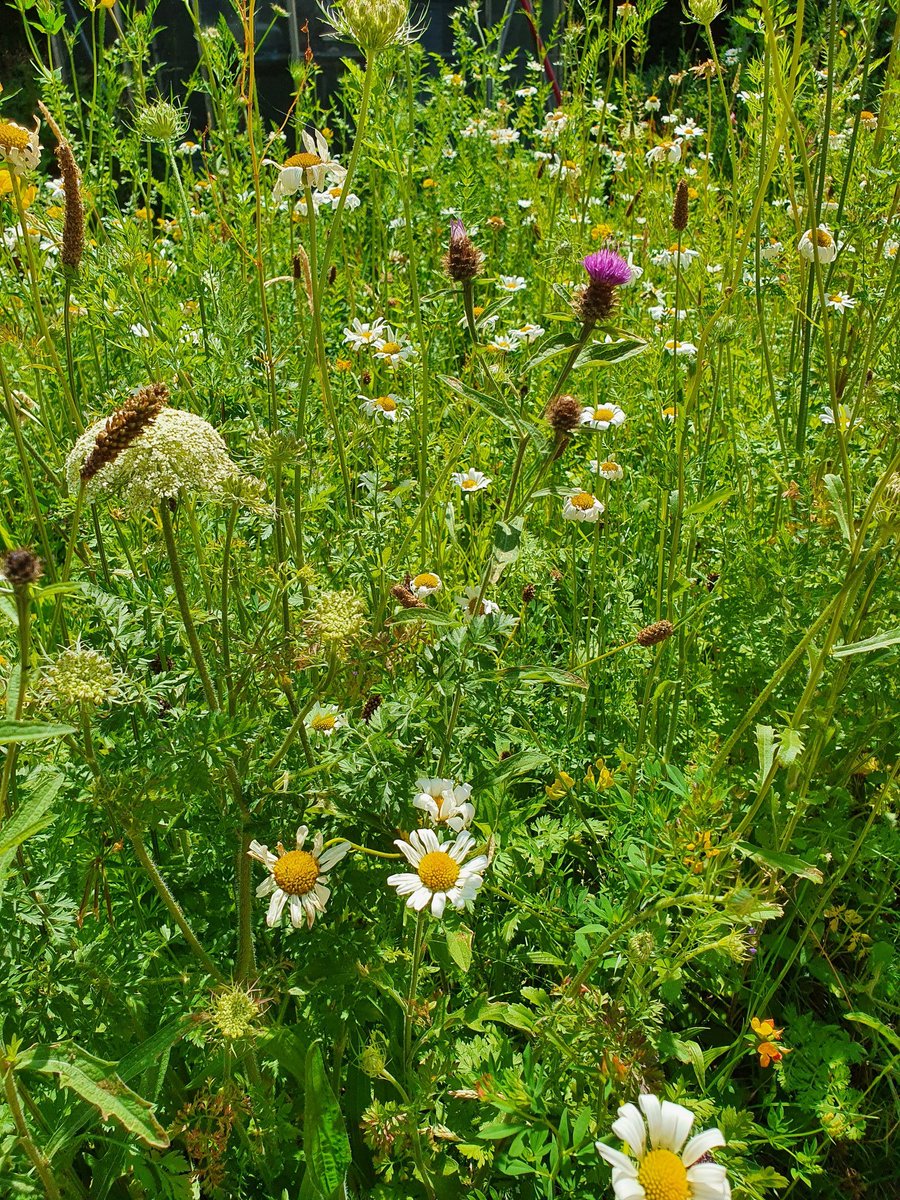 therealalexs66's tweet photo. Dad's wildflower area is looking great and a pleasure to see quite so many Wool Carder Bees! (Anthidium manicatum) buzzing around in such a small space... #GardenWildlife #Bees https://t.co/K9IMvbtOpB