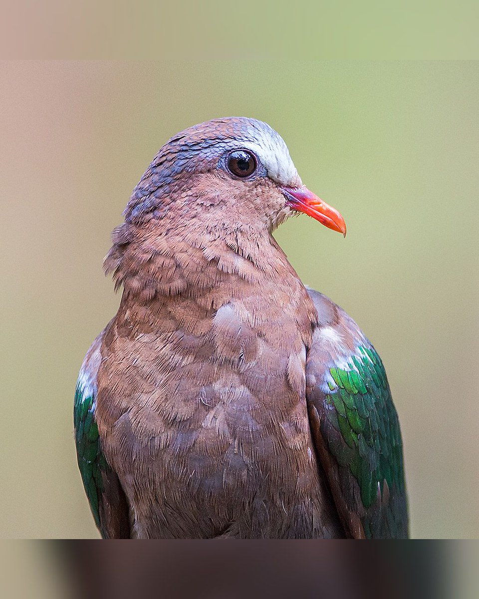 The common emerald dove (Chalcophaps indica), is also called Asian emerald dove &amp; grey-capped emerald dove. #TwitterNatureCommunity #EarthCapture <a href="/WildlifeMag/">BBC Wildlife</a> #BBCWildlifePOTD #samthebirder