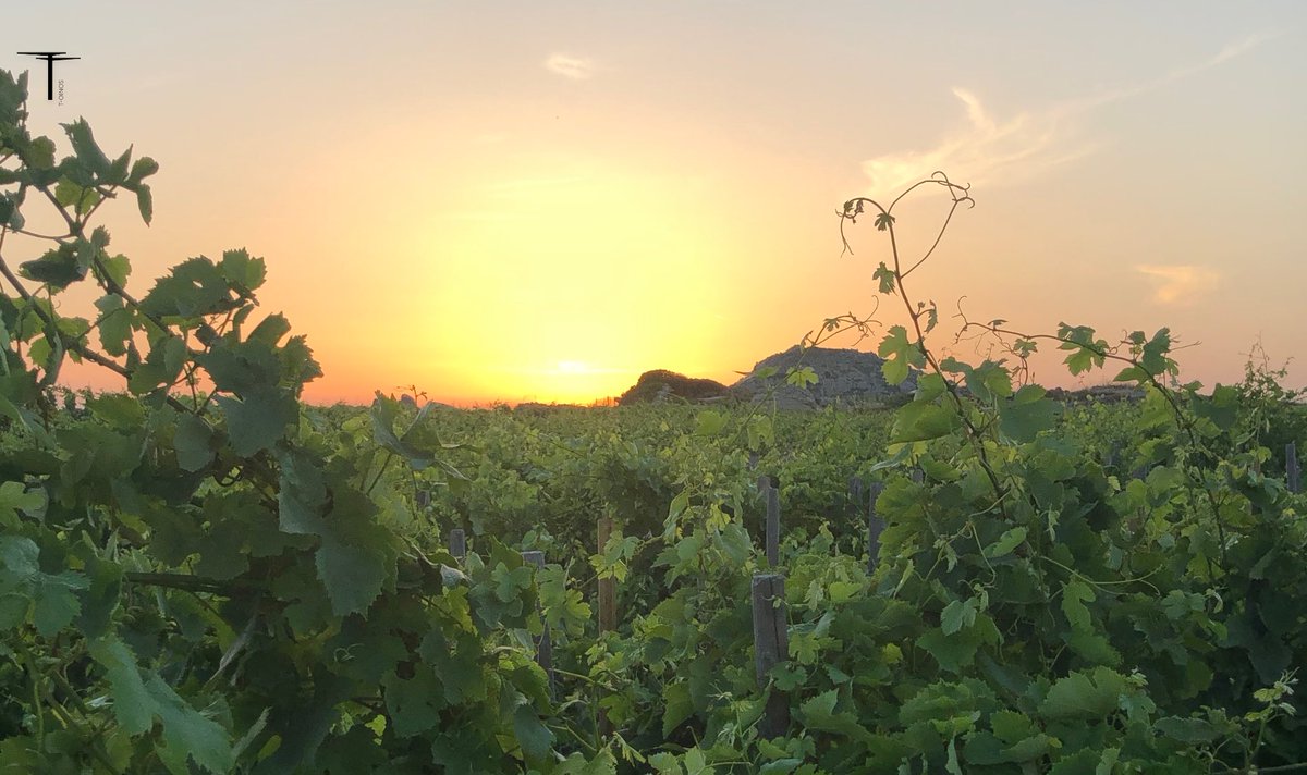 T_Oinos's tweet photo. Don’t you just #love the #spectacular #summer #sunsets over the #vineyards 🍇! Enjoy #dusk at Stegasta!
#toinos #wine #wortheverydrop #winery #tinos #tinosisland #assyrtiko #mavrotragano #greekwine #dreamteam #closstegasta #rassonas #derenoncourtconsultants #sommlife #cyclades https://t.co/Er1rWVeCPj