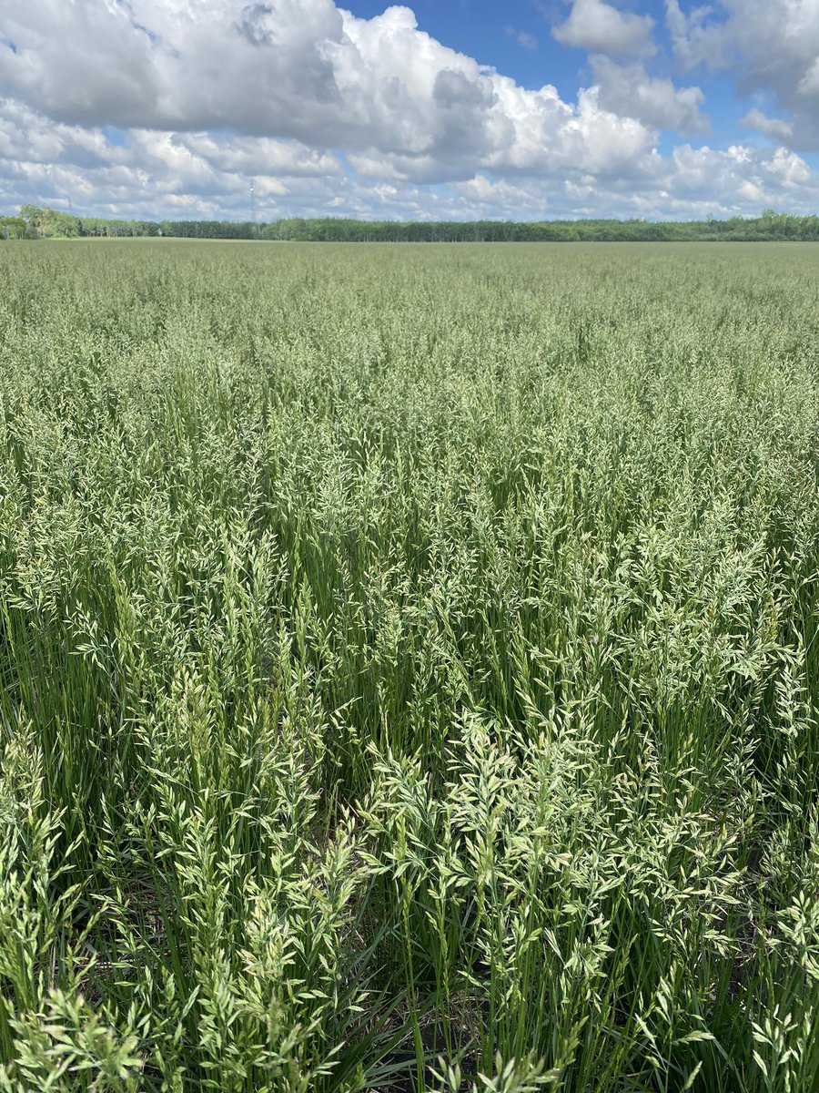 BY_AllanWilson's tweet photo. Seed production field of @BrettYoungSeeds tall fescue enjoying the recent rains. https://t.co/d6m93sHThh
