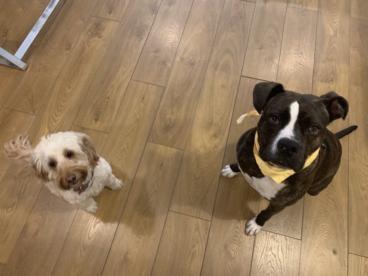 hostandcompany's tweet image. Some of our pawsonnel are still working remotely,like Flee(sleeping on the job) &amp;amp; Dolly (the daydreamer). Sadie’s in Host HQ for the 1st time in 3+ months &amp;amp; was reunited w/ her work pal, Penny (rescued from @DogsTrust_IE )Pip &amp;amp; Oprah🐱wish them a happy #DogFriendlyIrelandDay 🐶🐾