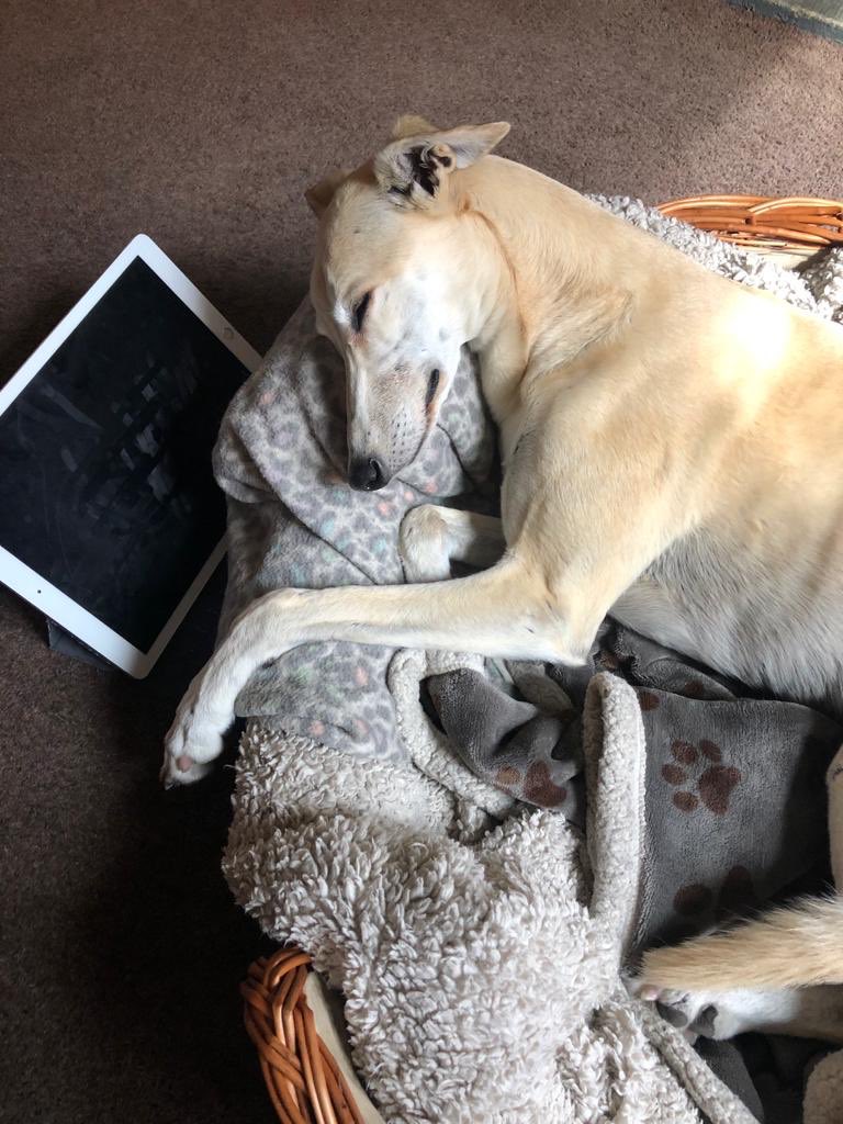 hostandcompany's tweet image. Some of our pawsonnel are still working remotely,like Flee(sleeping on the job) &amp;amp; Dolly (the daydreamer). Sadie’s in Host HQ for the 1st time in 3+ months &amp;amp; was reunited w/ her work pal, Penny (rescued from @DogsTrust_IE )Pip &amp;amp; Oprah🐱wish them a happy #DogFriendlyIrelandDay 🐶🐾
